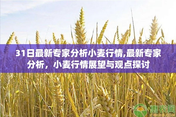 最新专家分析小麦行情展望与探讨，3月31日深度解读小麦市场趋势