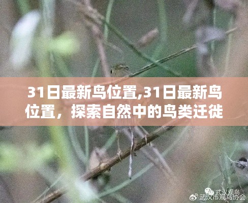 揭秘鸟类迁徙与栖息秘密，最新鸟位置探索之旅