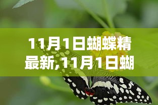 揭秘蝴蝶精进化与魅力，最新动态尽在11月1日