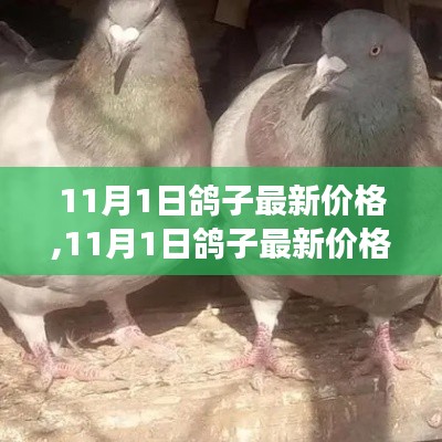 11月1日鸽子价格走势分析，多元观点下的市场预测与个人立场