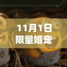 11月1日限量婚宠大揭秘，最新趋势与热议焦点解析