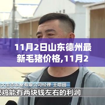 山东德州毛猪价格最新动态，学习变化，成就自信与梦想之路（11月2日）