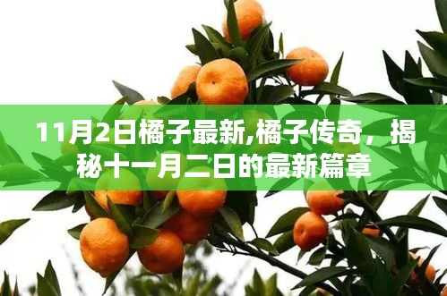 揭秘，11月2日橘子最新传奇，开启全新篇章