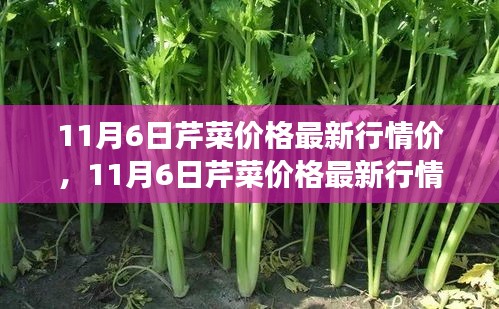 11月6日芹菜价格行情，绿色革命中的自信成长之路