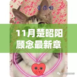 猫的秘密世界探秘，最新章节揭示楚昭阳与顾念的故事