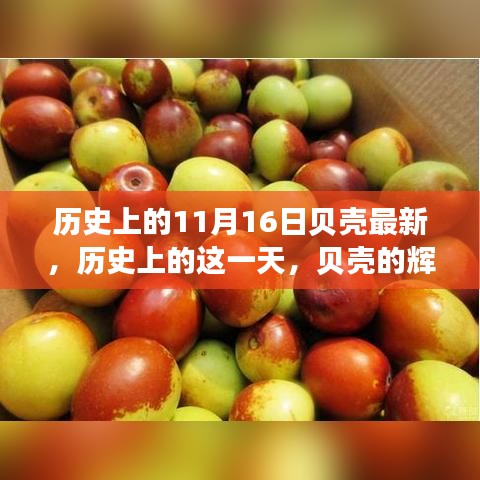 纪念贝壳的辉煌岁月与深远影响，历史上的十一月十六日回顾与最新解读