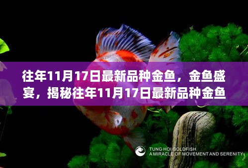 揭秘，最新品种金鱼盛宴，历年11月17日的金鱼新发现