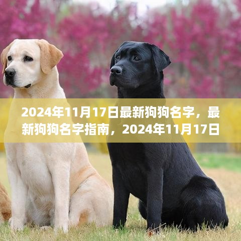 最新狗狗名字指南，2024年流行趋势揭秘，狗狗命名新风尚