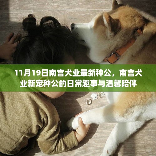 南宫犬业新宠种公的日常趣事与温馨陪伴，11月19日最新更新