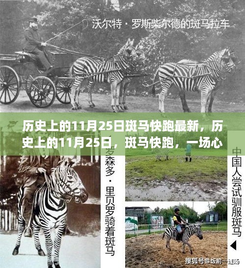 历史上的11月25日，斑马快跑，心灵与自然的邂逅之旅