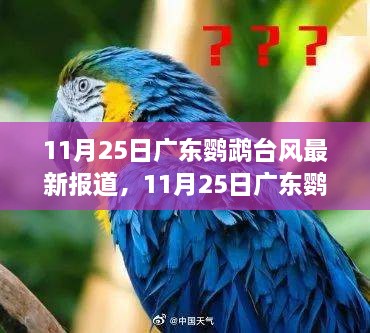 广东鹦鹉台风下的独特小巷，风味小店与台风最新报道