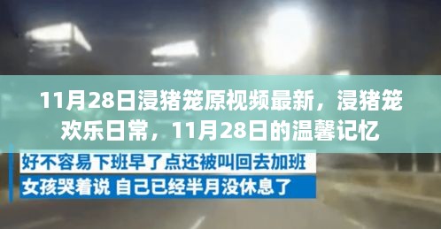 11月28日浸猪笼原视频最新，浸猪笼欢乐日常，11月28日的温馨记忆