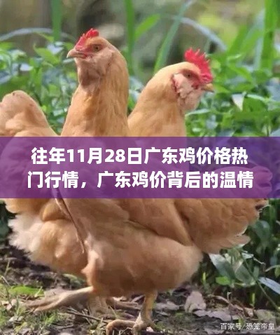 广东鸡价背后的温情故事，友情与陪伴的温馨日常（历年11月28日行情回顾）