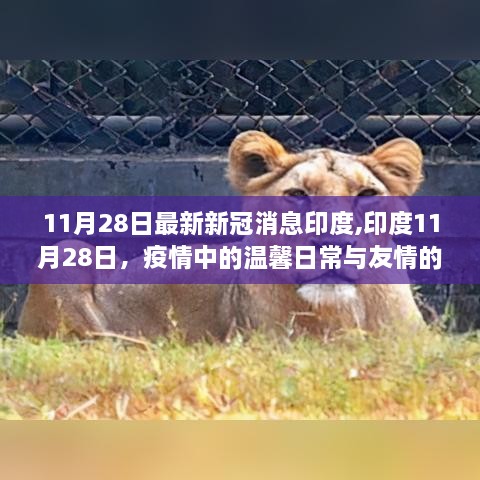 印度11月28日疫情下的温馨日常与友情力量，最新新冠消息关注