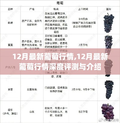 12月最新葡萄行情深度解析与介绍