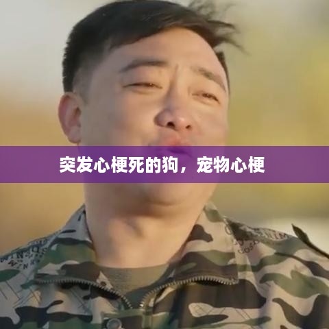 突发心梗死的狗，宠物心梗 