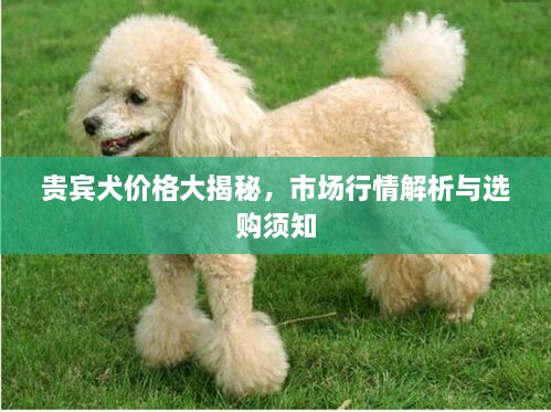 贵宾犬价格大揭秘，市场行情解析与选购须知