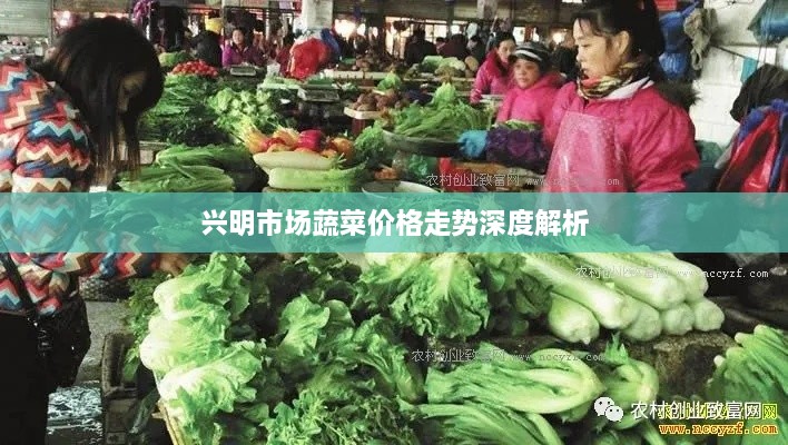 兴明市场蔬菜价格走势深度解析