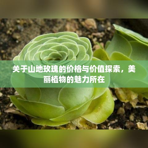 关于山地玫瑰的价格与价值探索，美丽植物的魅力所在