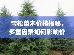 雪松苗木价格揭秘，多重因素如何影响价格？