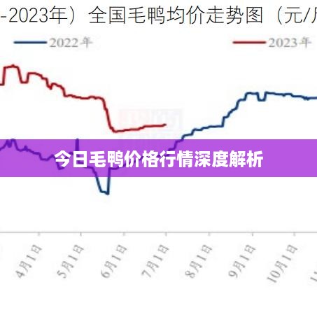 今日毛鸭价格行情深度解析