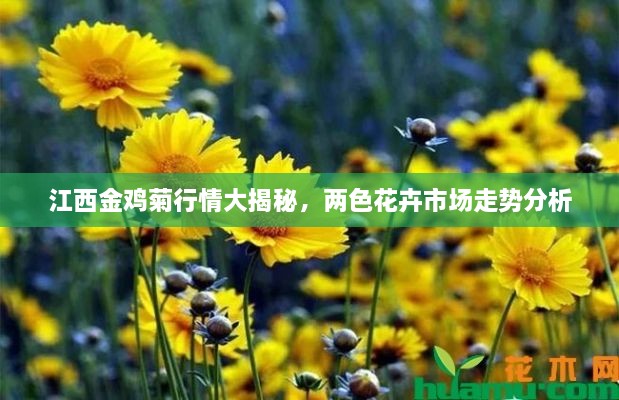 江西金鸡菊行情大揭秘，两色花卉市场走势分析