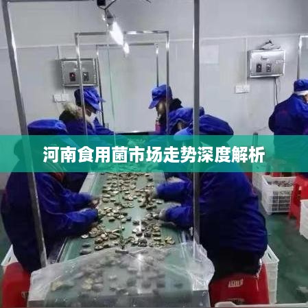 河南食用菌市场走势深度解析