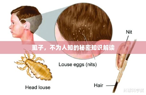 虱子，不为人知的秘密知识解读