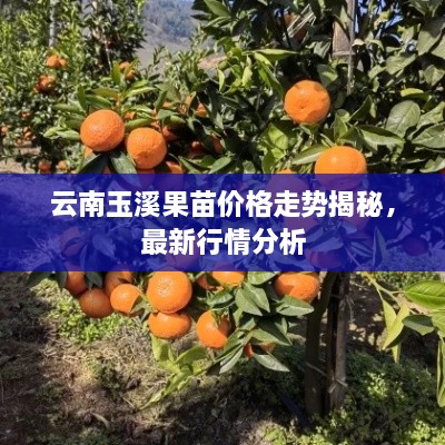 云南玉溪果苗价格走势揭秘，最新行情分析