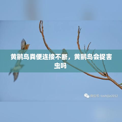 黄鹂鸟粪便连接不断，黄鹂鸟会捉害虫吗 