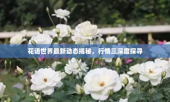 花语世界最新动态揭秘，行情三深度探寻