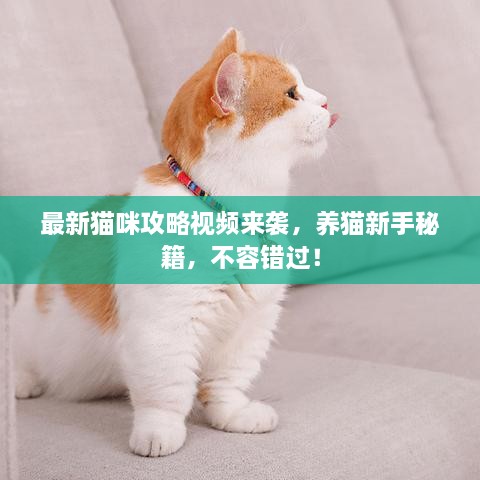 最新猫咪攻略视频来袭，养猫新手秘籍，不容错过！