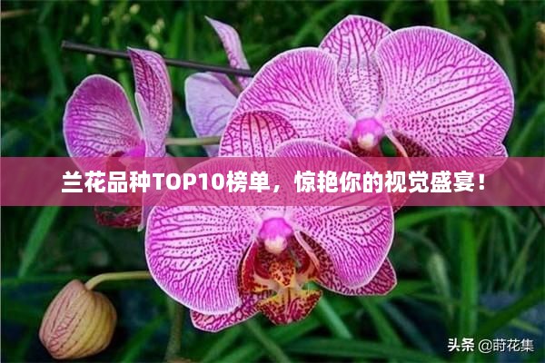 兰花品种TOP10榜单，惊艳你的视觉盛宴！