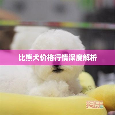 比熊犬价格行情深度解析