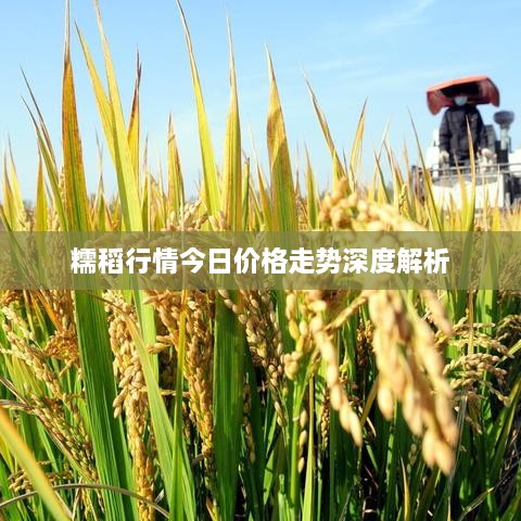 糯稻行情今日价格走势深度解析