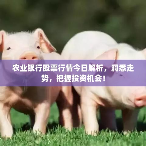 农业银行股票行情今日解析，洞悉走势，把握投资机会！