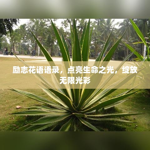 励志花语语录，点亮生命之光，绽放无限光彩