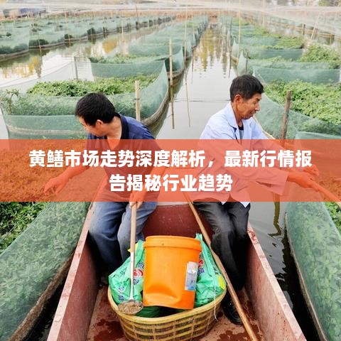 黄鳝市场走势深度解析，最新行情报告揭秘行业趋势