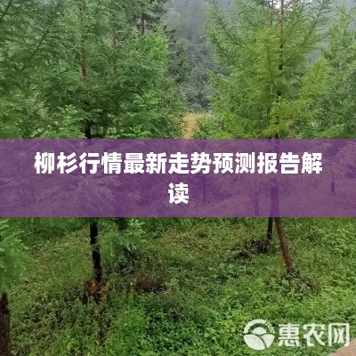 柳杉行情最新走势预测报告解读