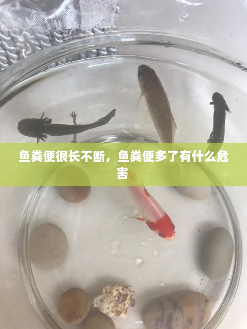 鱼粪便很长不断，鱼粪便多了有什么危害 